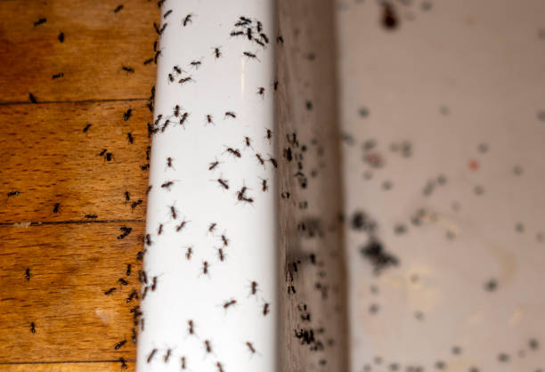 Best Termite Control Services  in La Villa, TX